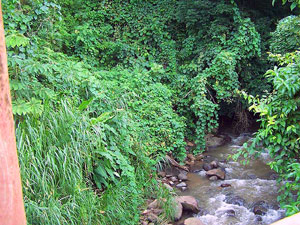 A stream courses down one side of the development. 